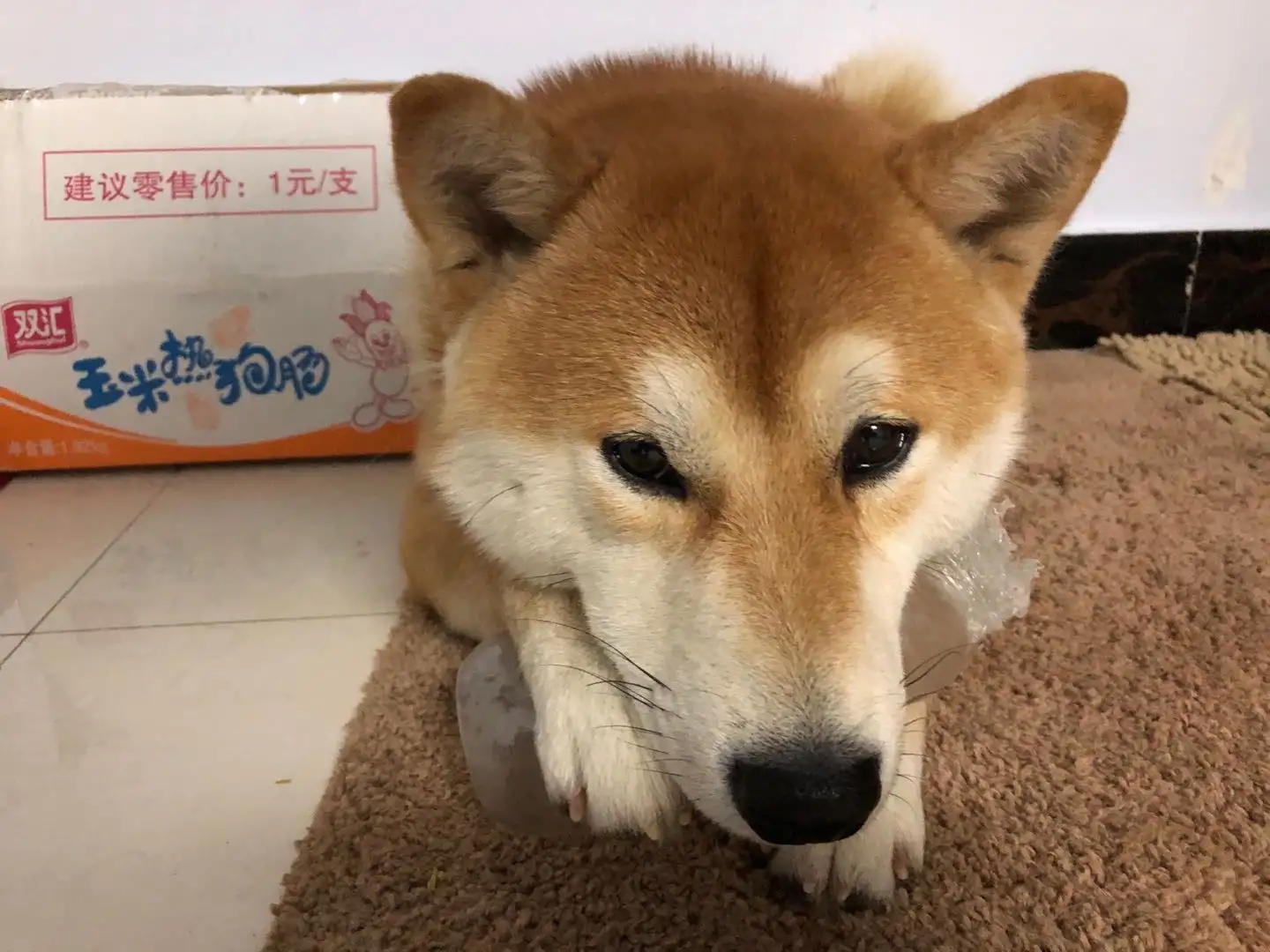 2月8日张家口市崇礼区黑山湿地公园附近走失土狗,柴犬,田园犬,中华田园犬【寻土狗/田园犬启示/启事】