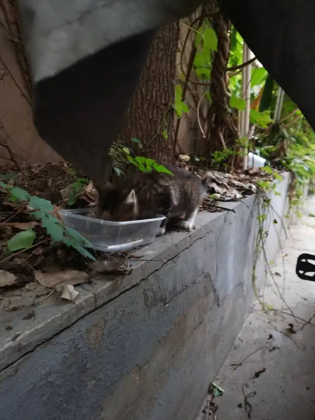 5月16日上海市黄浦区延安中路535弄10号 老房子发现流浪猫,宠物猫,猫咪【流浪猫线索】