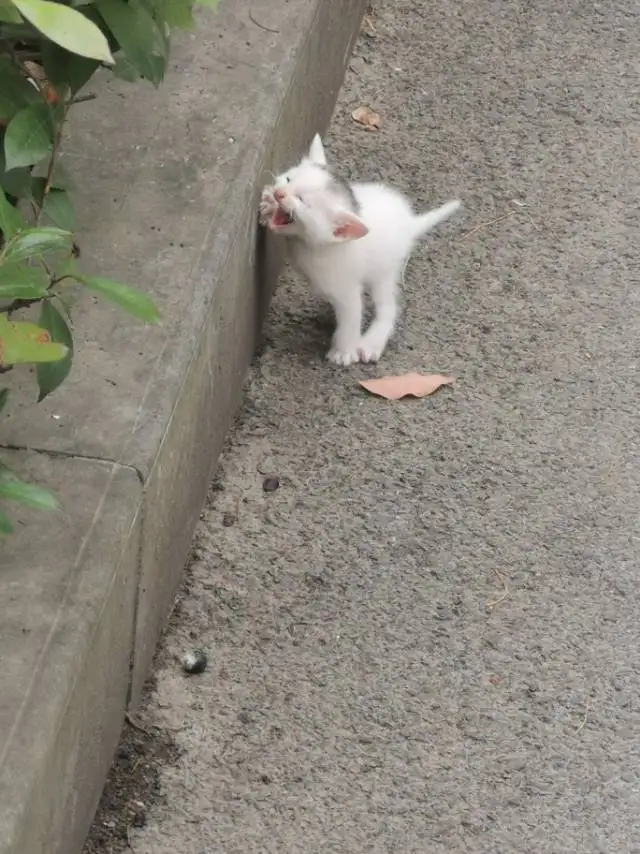 5月21日宜昌市宜昌市小溪塔发现流浪猫,宠物猫,猫咪【流浪猫线索】