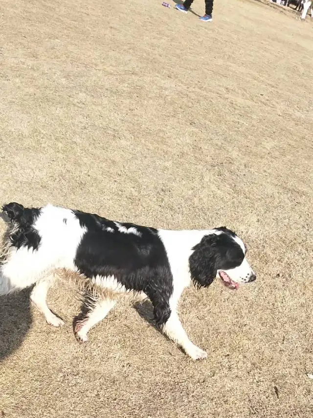 5月9日温州市龙湾区永中街道二号街走失史宾格犬【寻史宾格犬启示/启事】