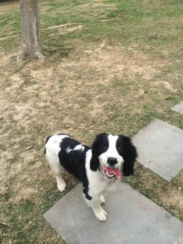 5月9日温州市龙湾区永中街道二号街走失史宾格犬【寻史宾格犬启示/启事】