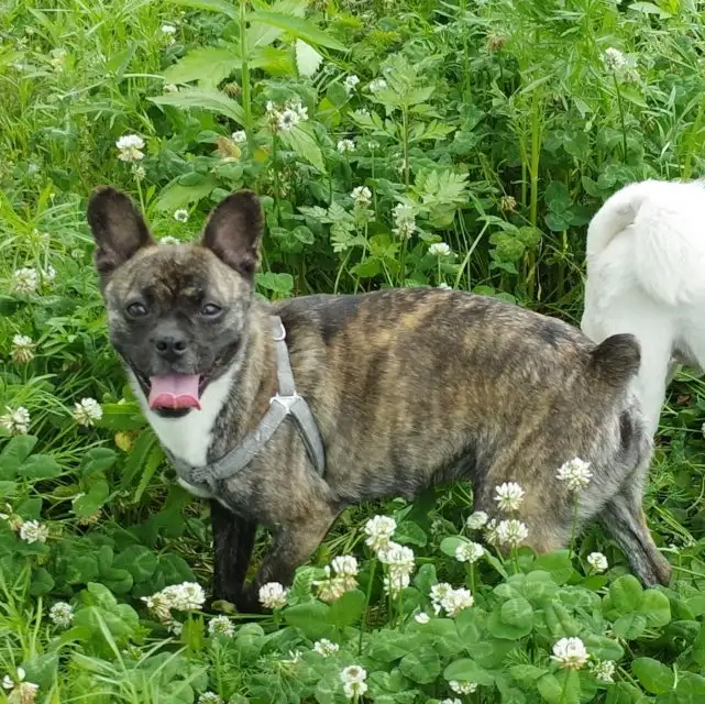 5月17日成都市彭州市九尺镇金鼓村走失土狗,柴犬,田园犬,中华田园犬【寻土狗/田园犬启示/启事】