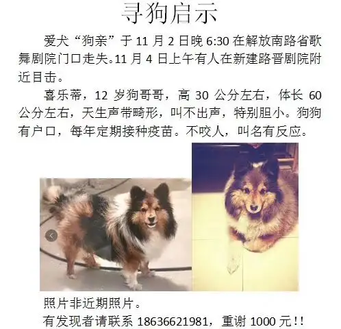 11月2日太原市迎泽区解放南路省歌舞剧院走失喜乐蒂牧羊犬【寻喜乐蒂牧羊犬启示/启事】