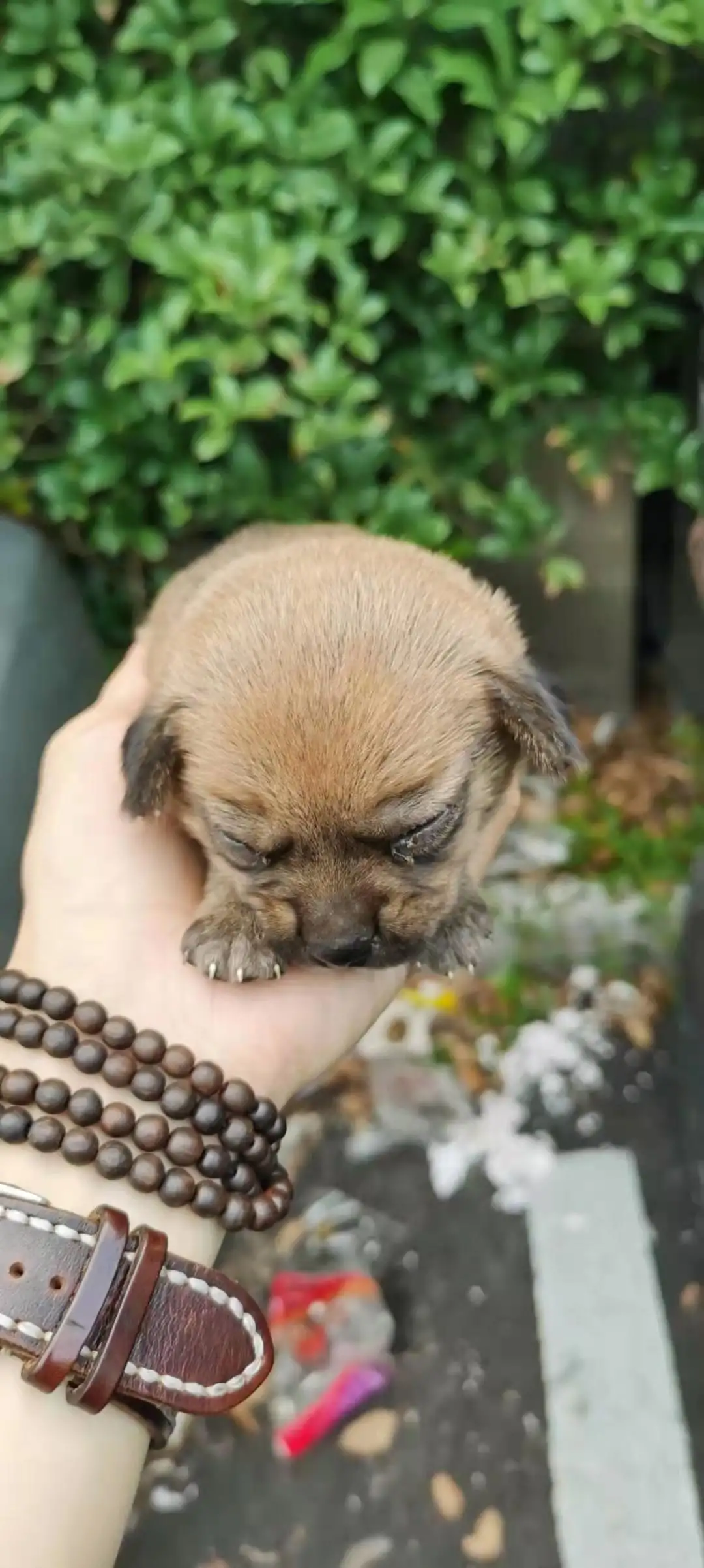 6月13日上海市松江区上海市松江区领养土狗,柴犬,田园犬,中华田园犬【领养启示/启事】