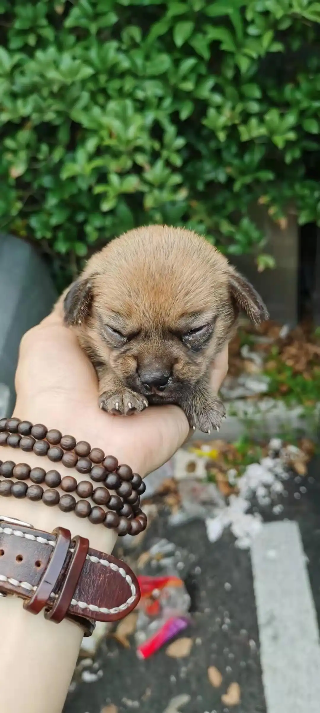 6月13日上海市松江区上海市松江区领养土狗,柴犬,田园犬,中华田园犬【领养启示/启事】