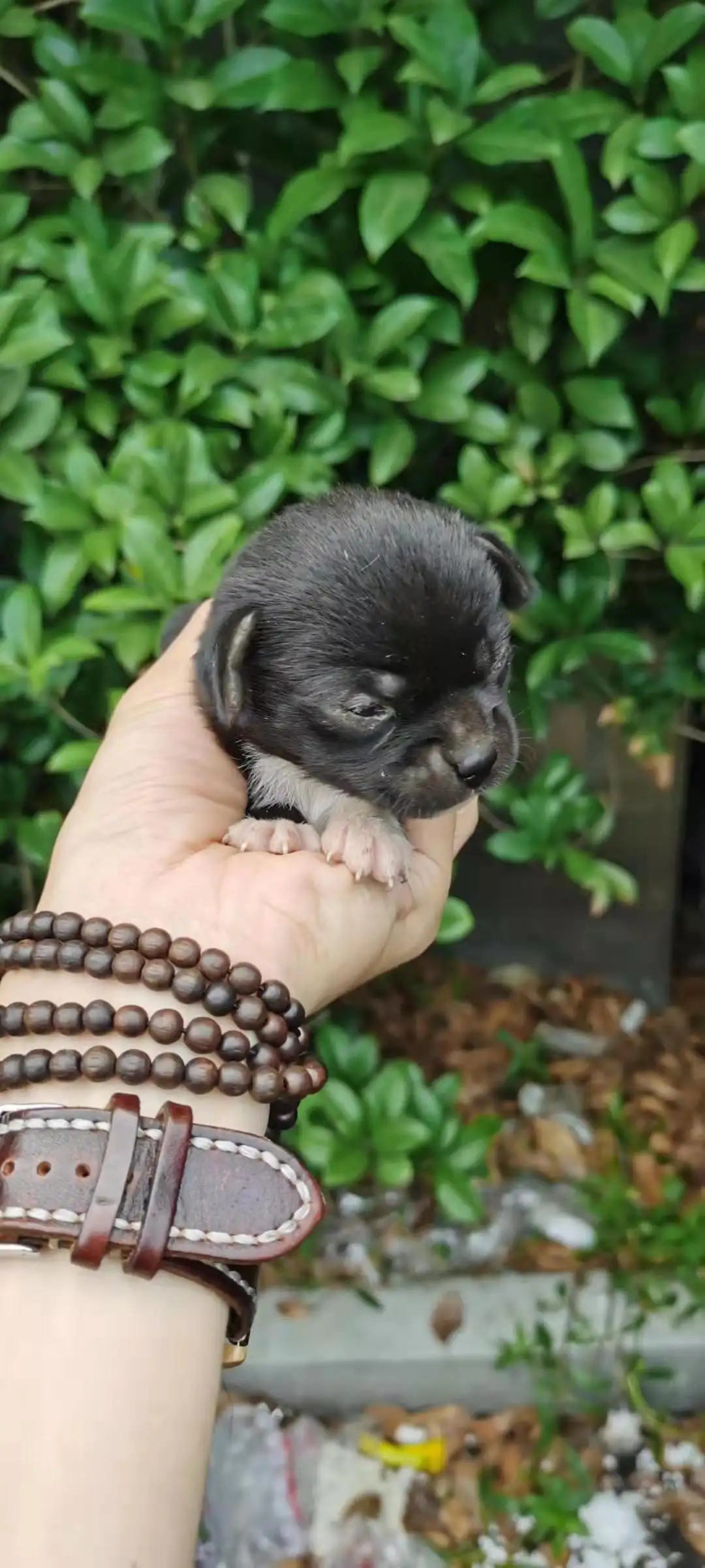 6月13日上海市松江区上海市松江区领养土狗,柴犬,田园犬,中华田园犬【领养启示/启事】