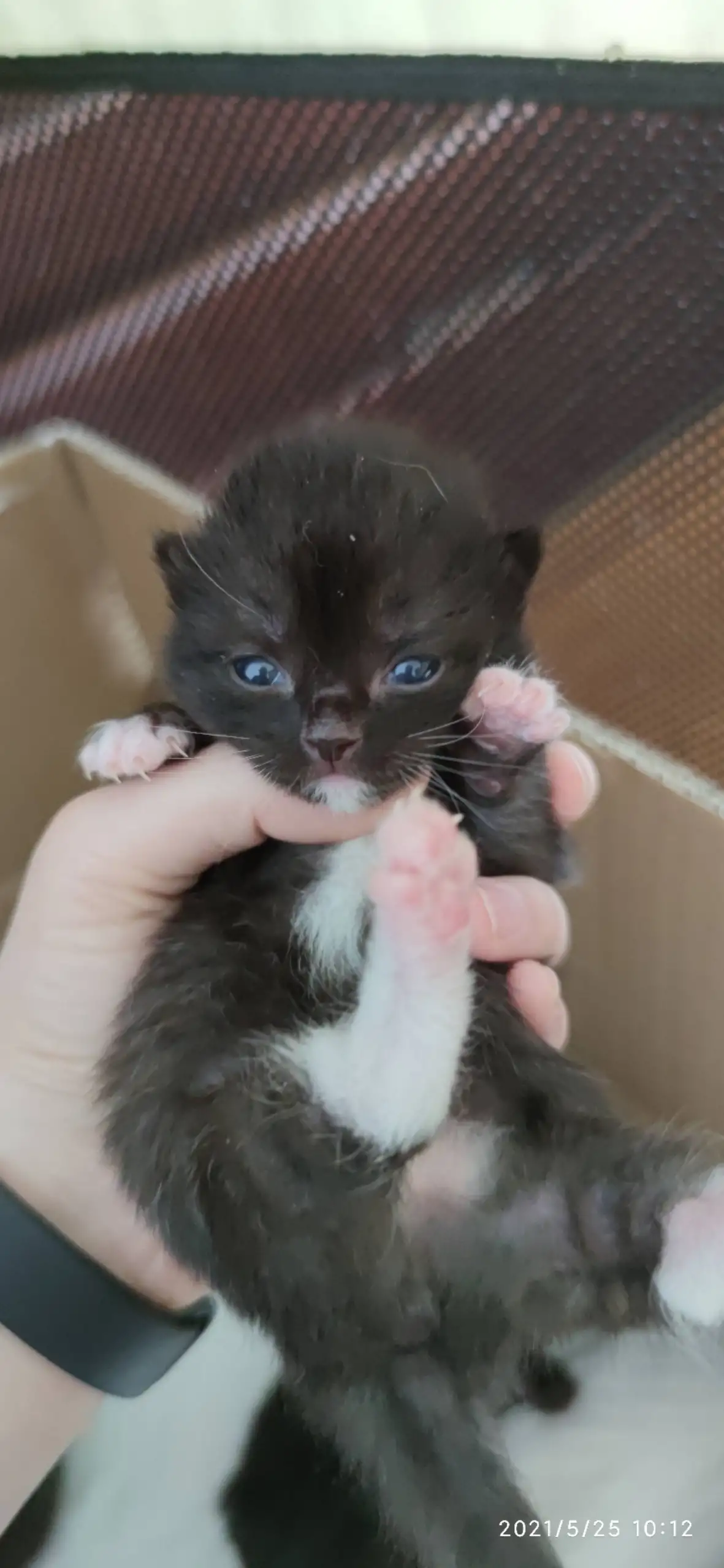 6月14日齐齐哈尔市铁锋区东太平小区领养猫,宠物猫,猫咪【领养启示/启事】