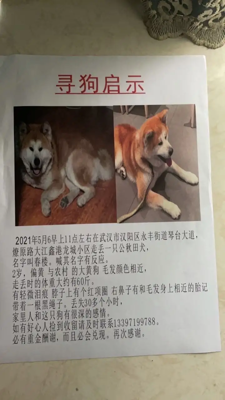 5月6日武汉市汉阳区汉阳区琴台大道走失秋田犬【寻秋田犬启示/启事】