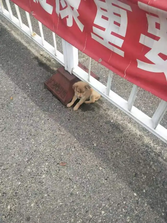 6月2日福州市长乐区长乐漳港供电所附近发现流浪狗,宠物狗【流浪狗线索】