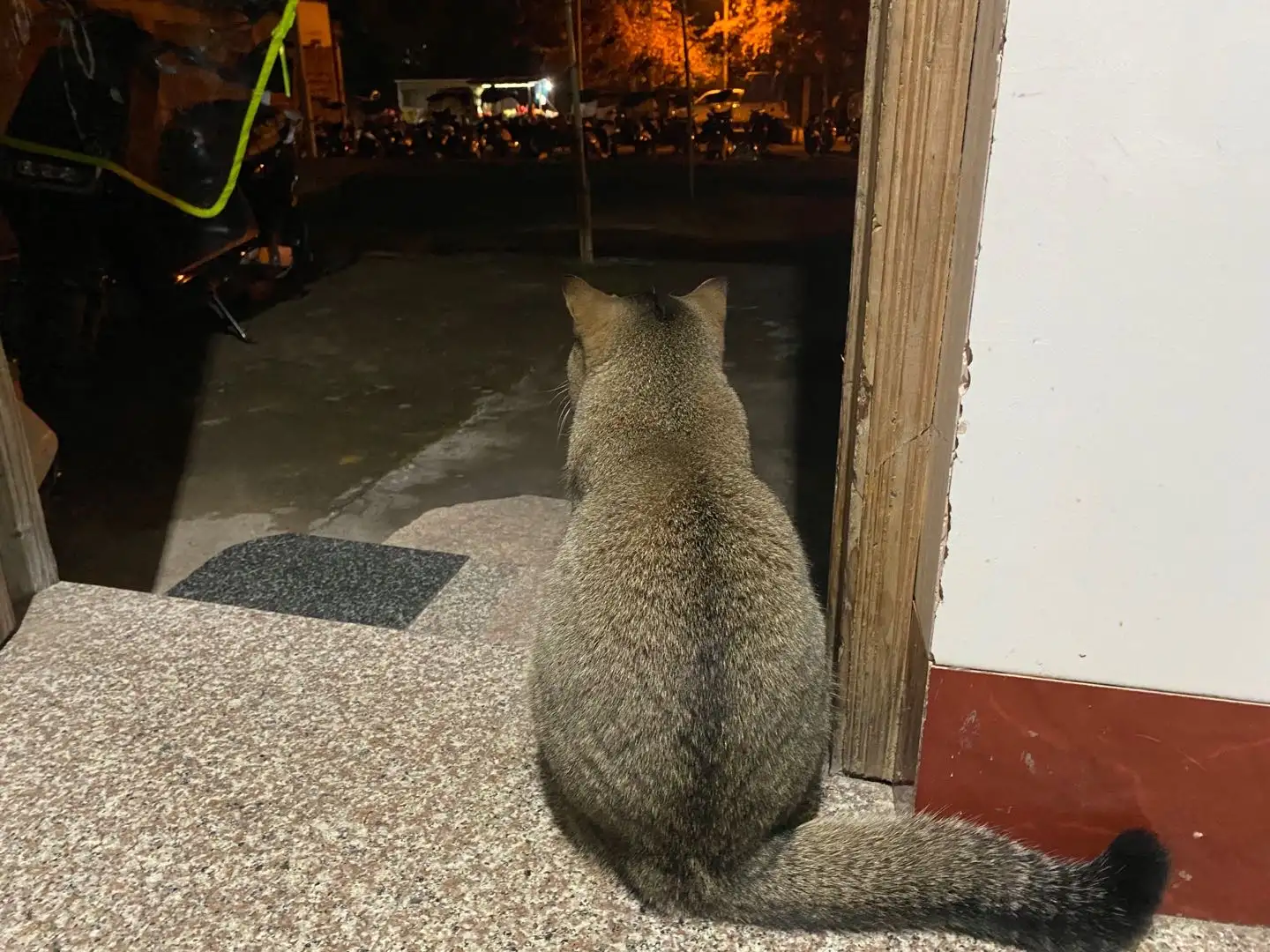 4月20日宁德市福鼎市福鼎桐江首府附近走失猫,宠物猫,猫咪【寻猫启示/启事】