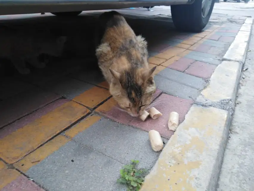 6月7日石家庄市长安区省二建宿舍3号楼后发现流浪橘猫【流浪橘猫线索】