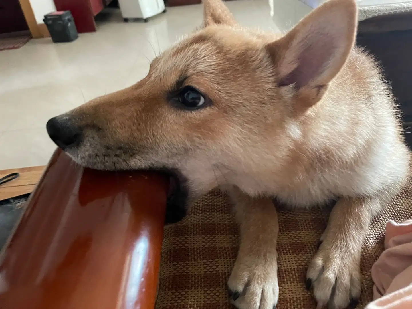 7月12日郑州市中原区西三环与航海路口走失秋田犬【寻秋田犬启示/启事】