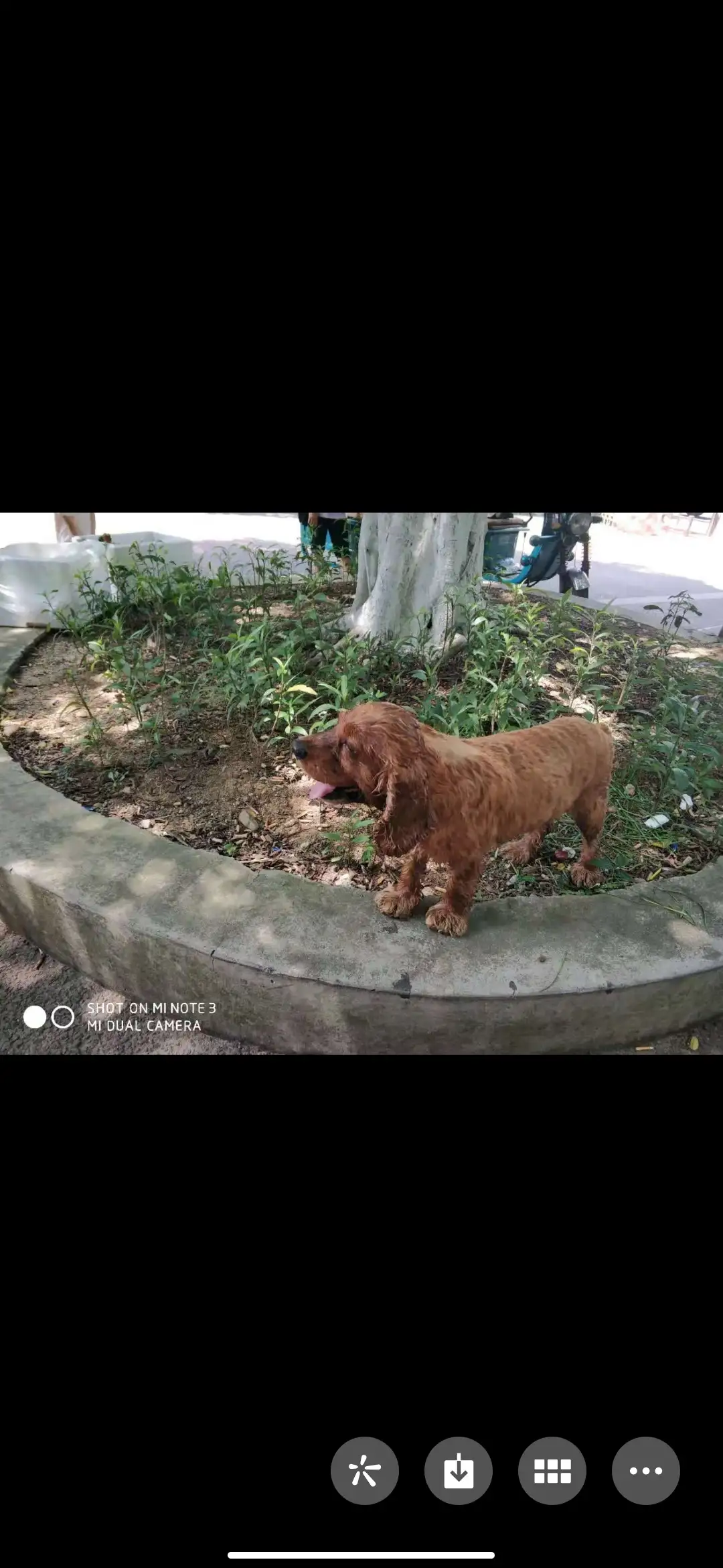 7月5日韶关市曲江区张九龄纪念公园走失猎鹬犬,可卡犬【寻可卡犬启示/启事】