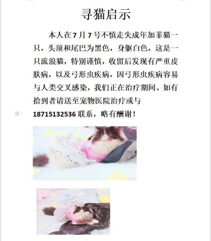 7月7日合肥市合肥京商商贸城走失猫,宠物猫,猫咪【寻猫启示/启事】