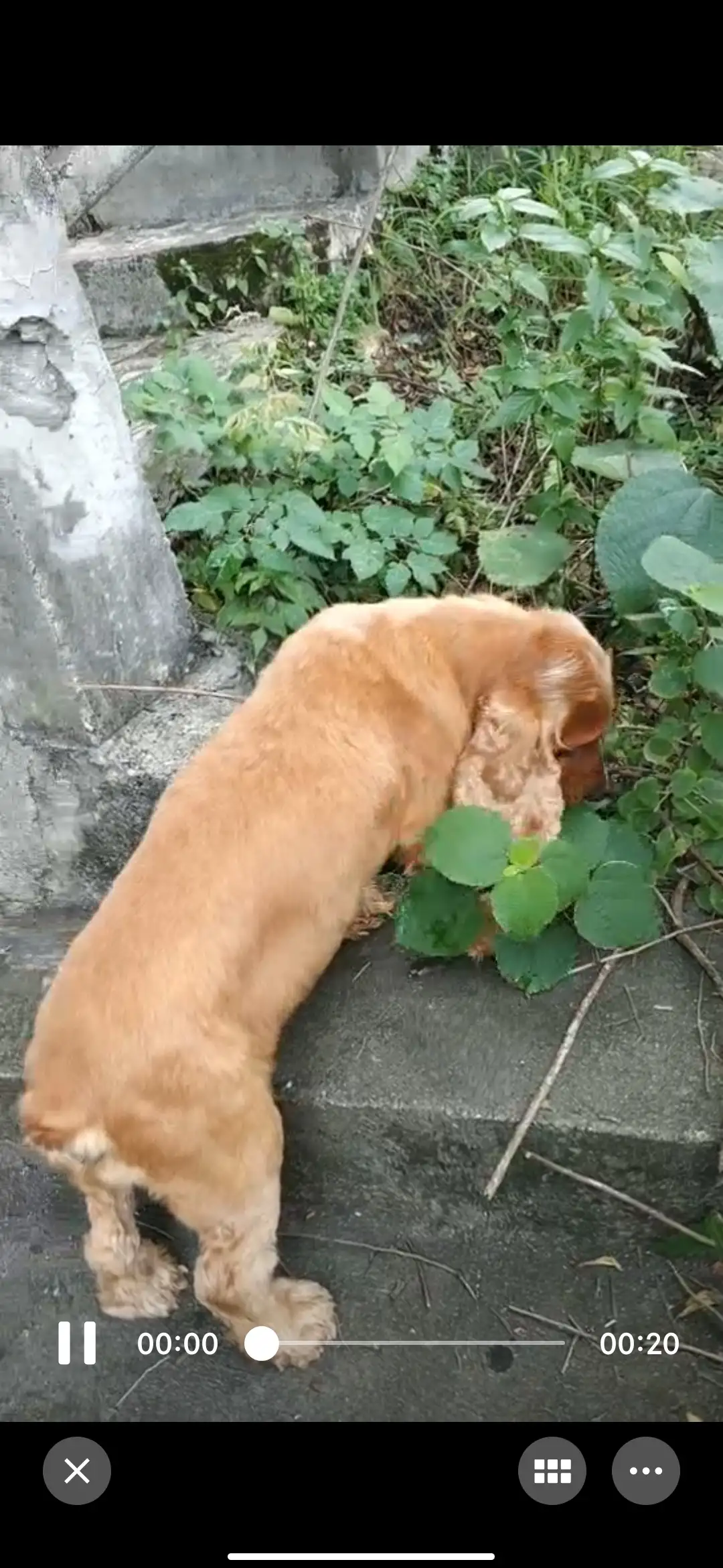 7月5日韶关市曲江区张九龄纪念公园走失猎鹬犬,可卡犬【寻可卡犬启示/启事】