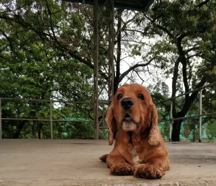 7月5日韶关市曲江区张九龄纪念公园走失猎鹬犬,可卡犬【寻可卡犬启示/启事】