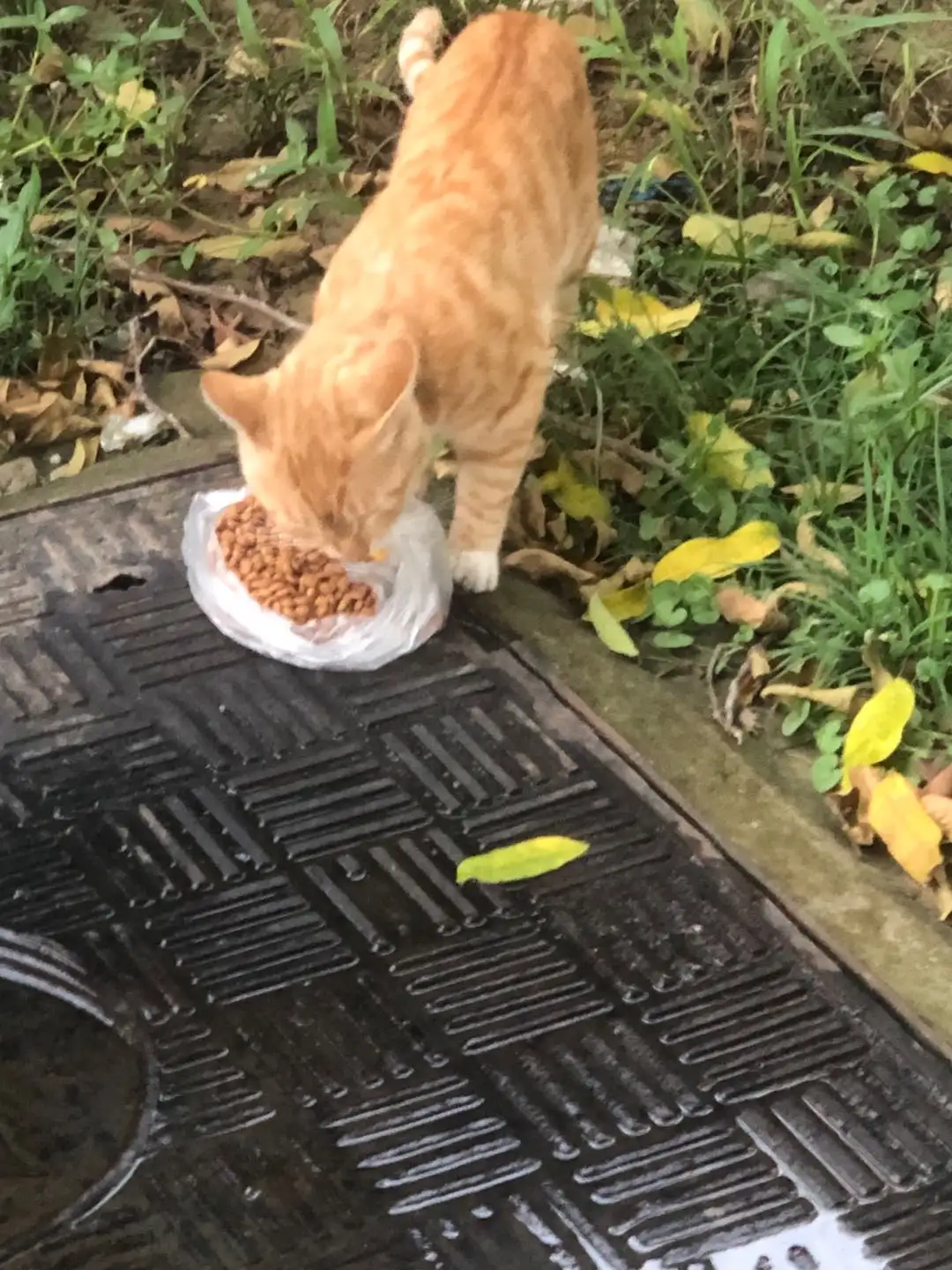 12月31日合肥市蜀山区名门大厦周边发现流浪橘猫【流浪橘猫线索】