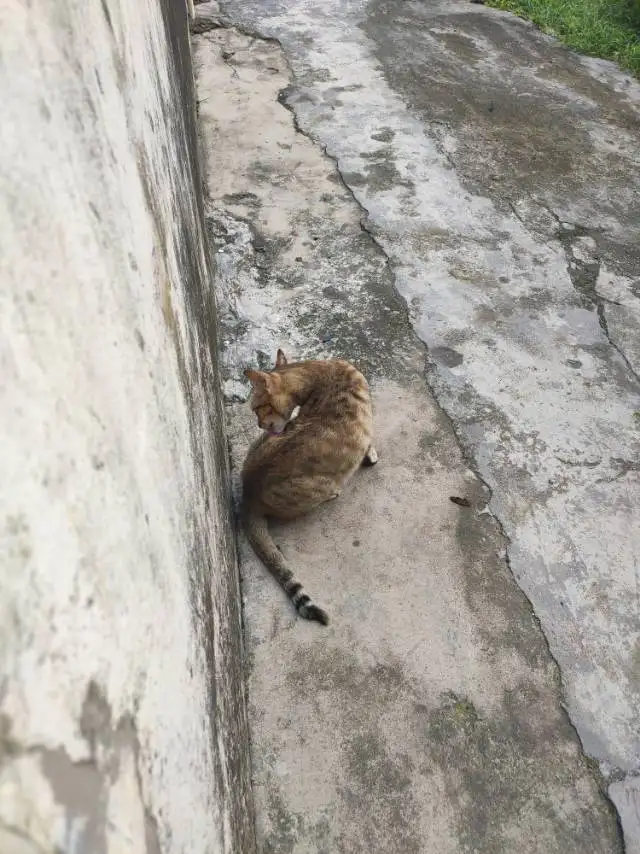 7月14日阳江市江城区三环路心宠.home宠物医院附近走失狸花猫【寻狸花猫启示/启事】