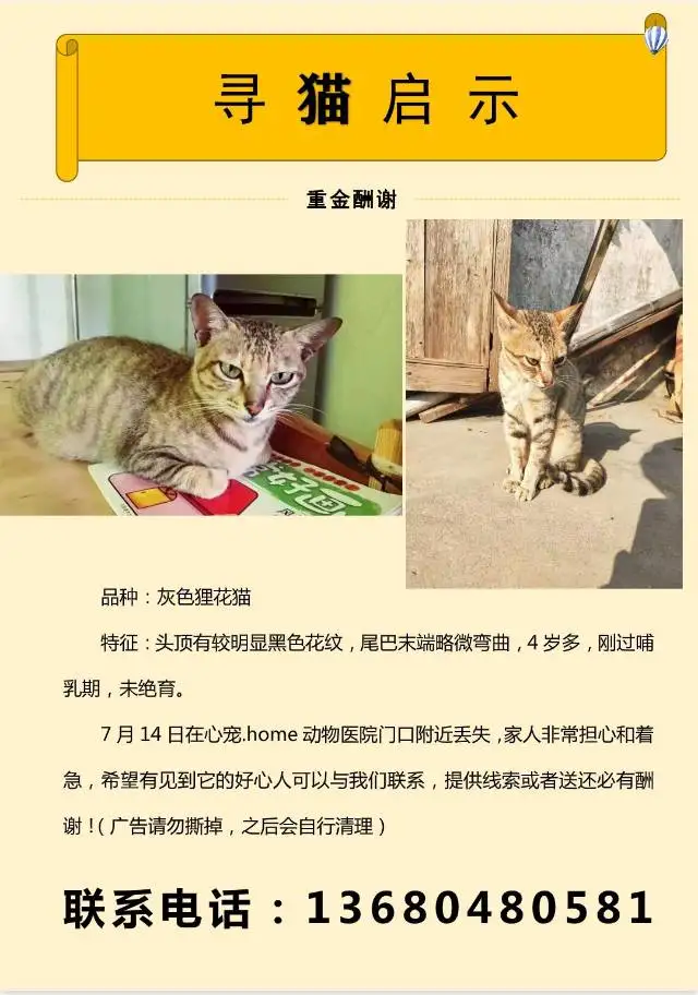 7月14日阳江市江城区三环路心宠.home宠物医院附近走失狸花猫【寻狸花猫启示/启事】