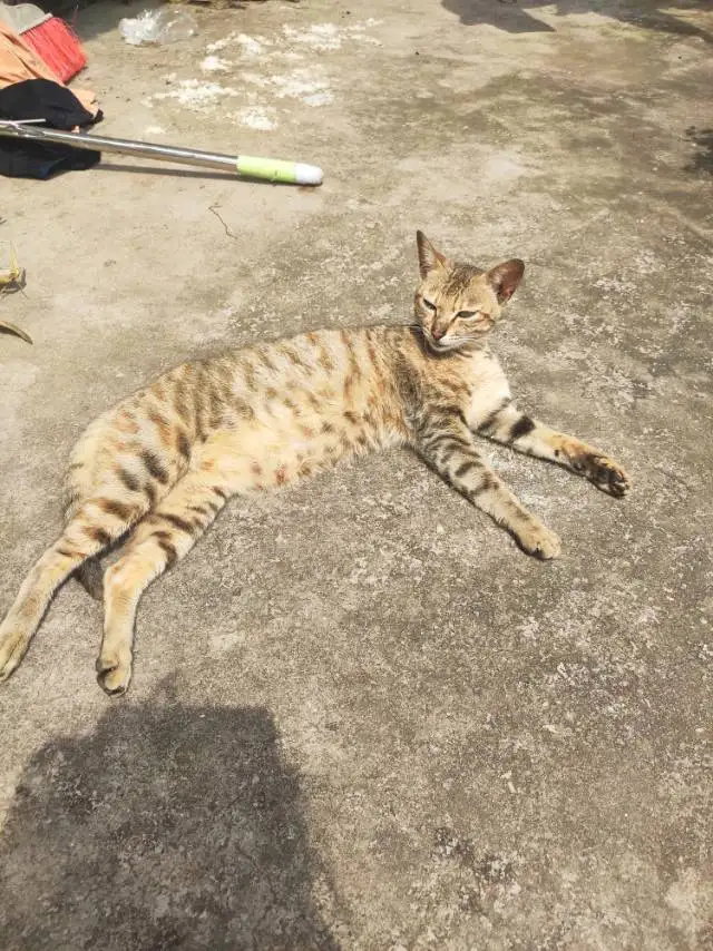 7月14日阳江市江城区三环路心宠.home宠物医院附近走失狸花猫【寻狸花猫启示/启事】