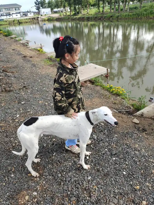 7月24日长春市南关区新湖镇团山子屯走失灵堤犬【寻灵堤犬启示/启事】