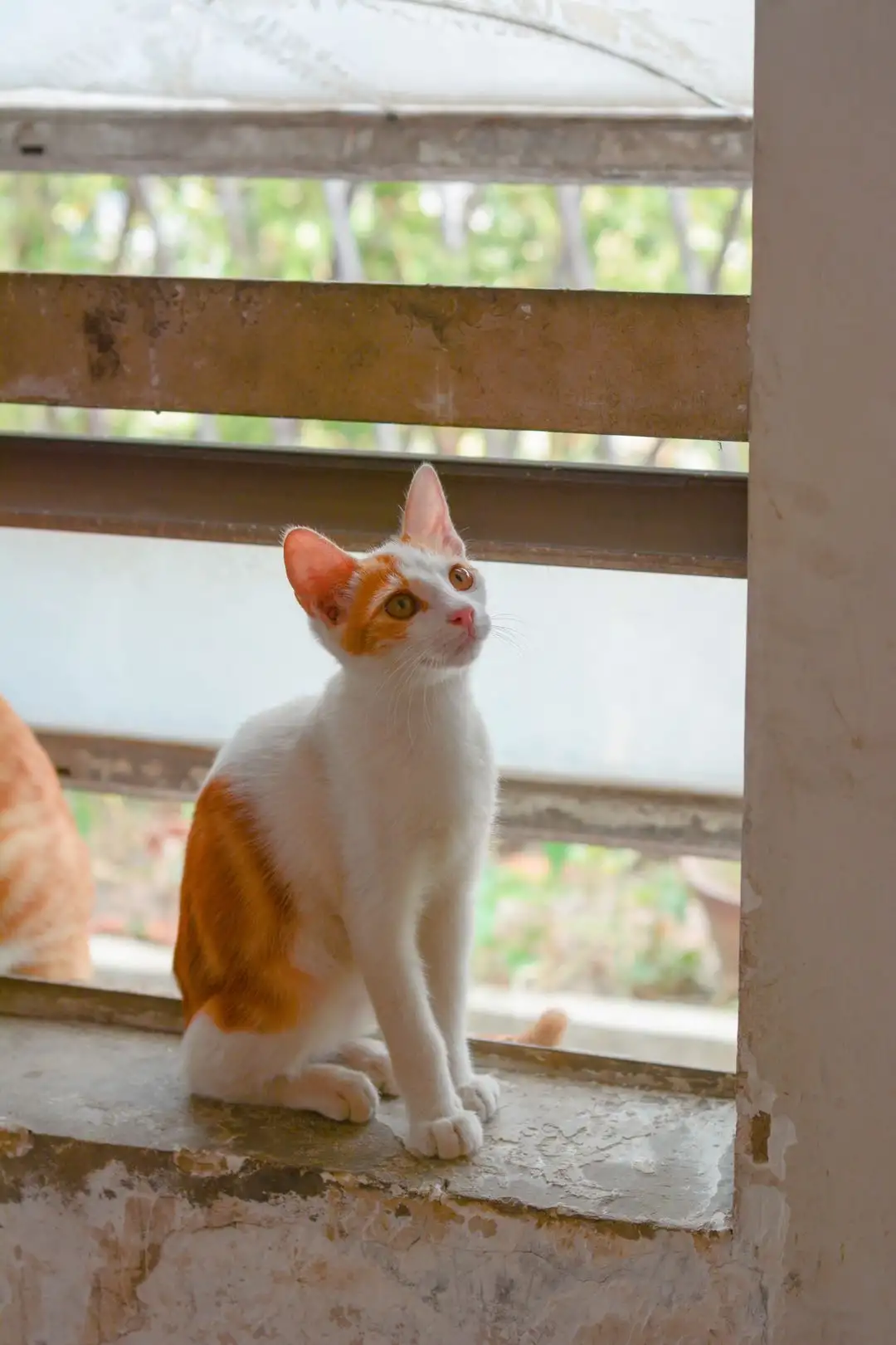 7月26日广州市越秀区天台发现流浪橘猫【流浪橘猫线索】