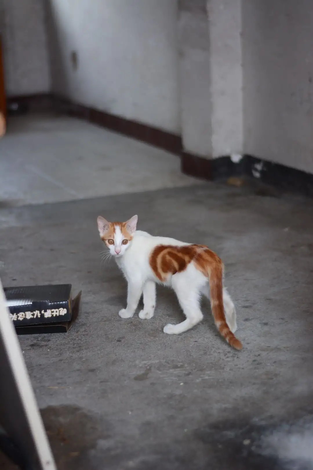 7月26日广州市越秀区天台发现流浪橘猫【流浪橘猫线索】