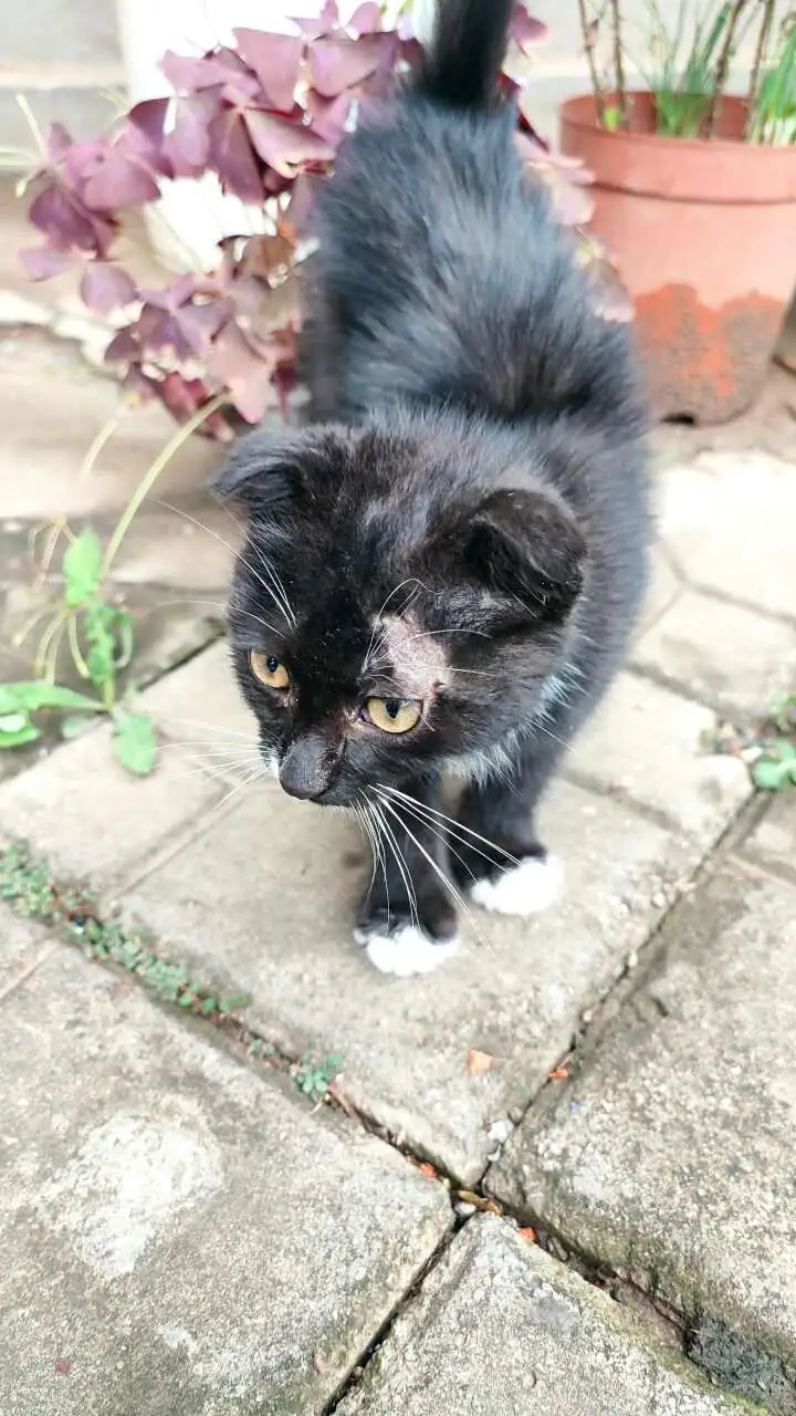 7月7日荆门市东宝区雨霖路8号发现流浪折耳猫,苏格兰折耳猫【流浪苏格兰折耳猫线索】