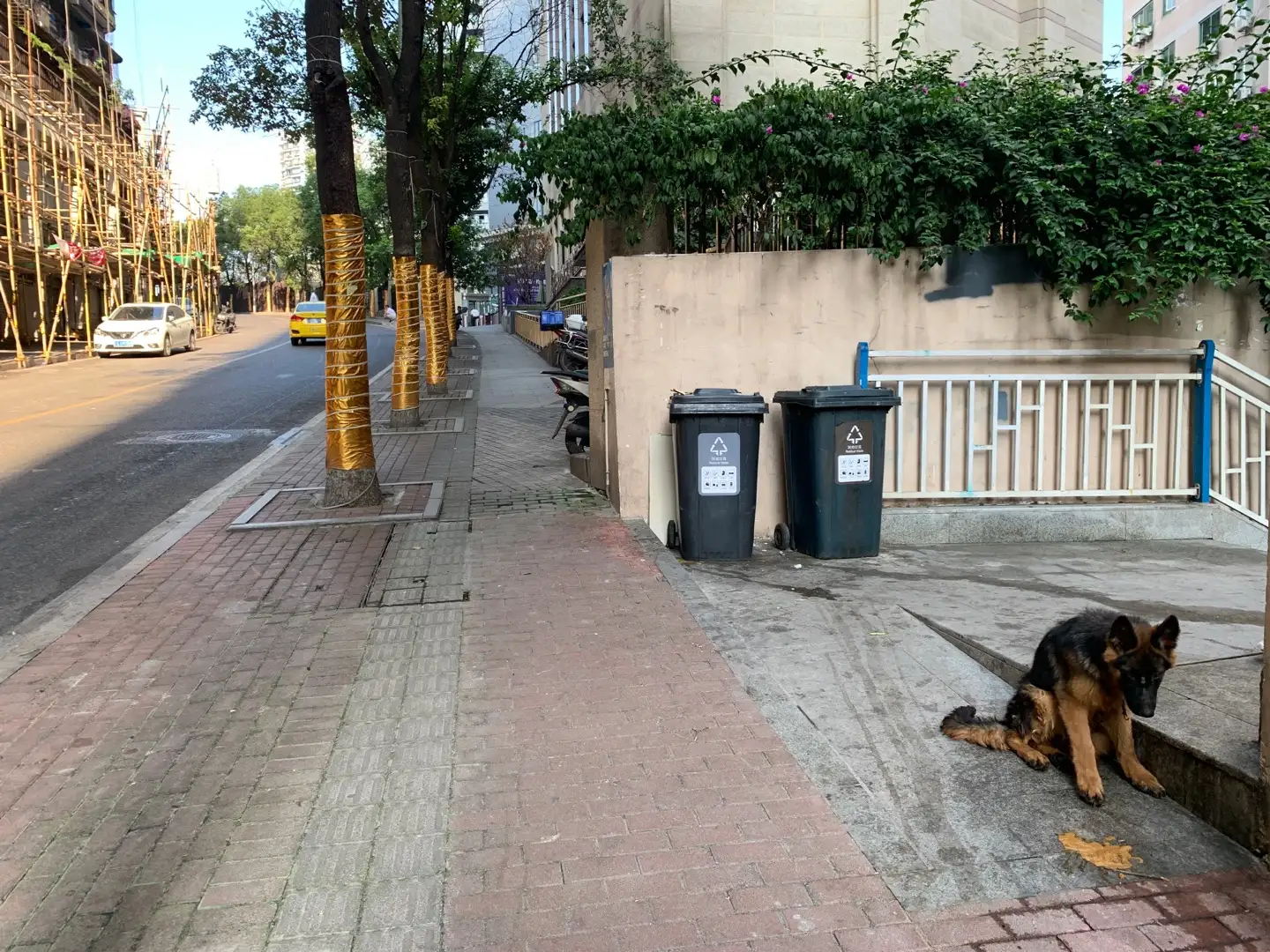 8月1日重庆市渝中区七星岗兴隆街长楼梯垃圾桶处发现流浪德牧,德国牧羊犬【流浪德国牧羊犬线索】