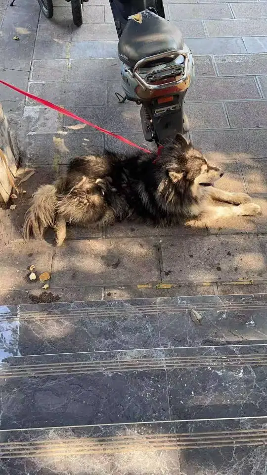 8月19日昆明市西山区马街捡到流浪阿拉斯加犬【阿拉斯加犬招领启示/启事】