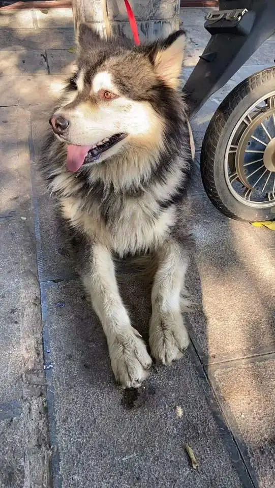 8月19日昆明市西山区马街捡到流浪阿拉斯加犬【阿拉斯加犬招领启示/启事】