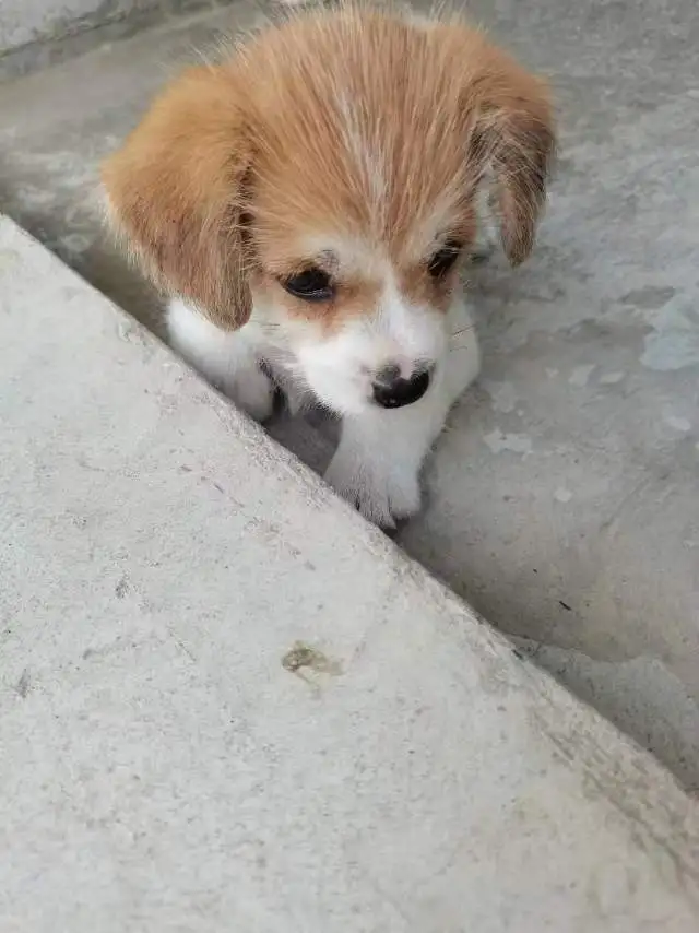 8月10日南通市海门市海门港新区天西村捡到流浪土狗,柴犬,田园犬,中华田园犬【土狗/田园犬招领启示/启事】