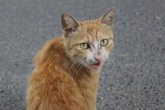 8月19日乐山市五通桥区 乐山领养猫,宠物猫,猫咪【领养启示/启事】