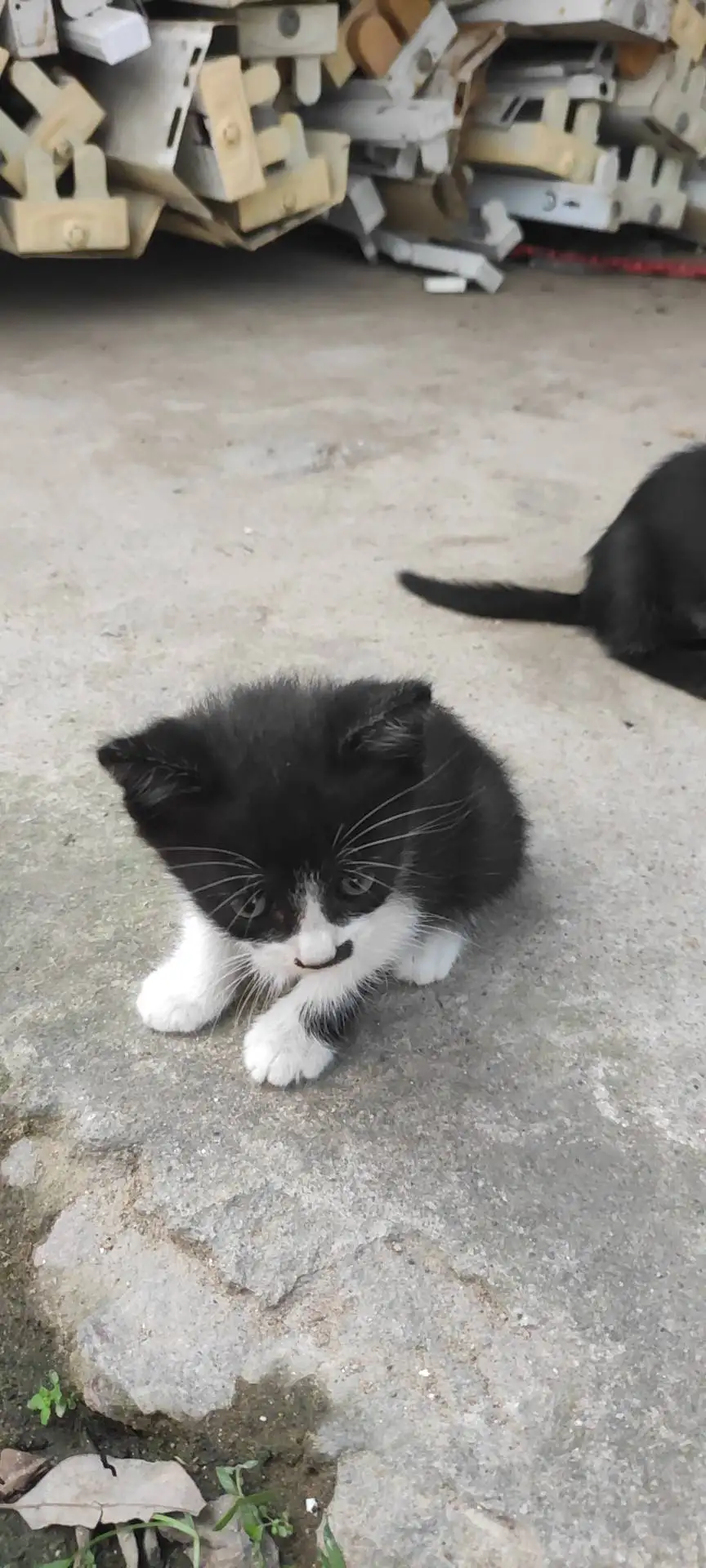 8月26日宁德市蕉城区宁德市区教育局发现流浪猫,宠物猫,猫咪【流浪猫线索】