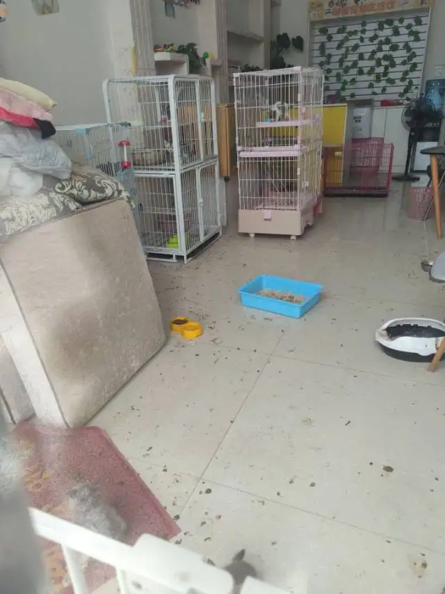 8月27日自贡市沿滩区君豪御园发现流浪猫,宠物猫,猫咪【流浪猫线索】