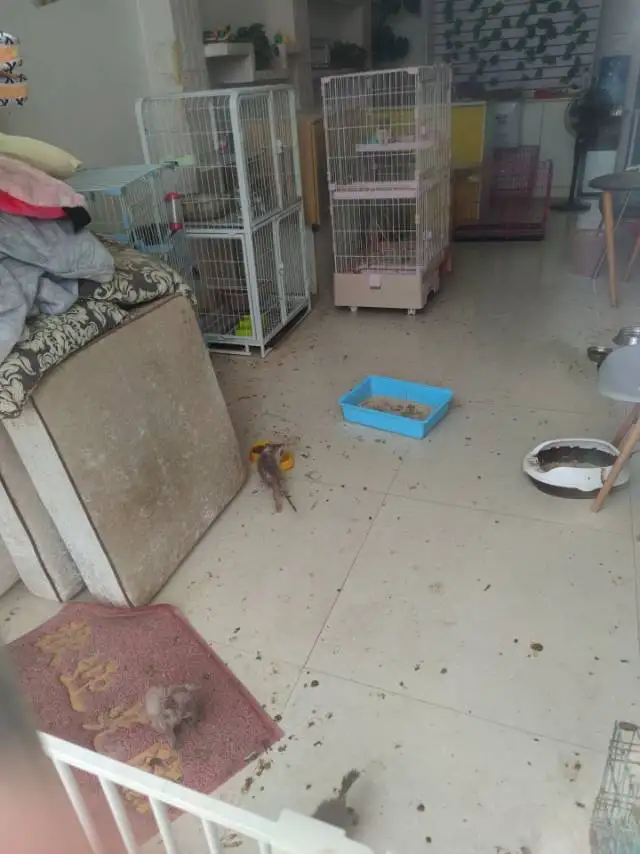 8月27日自贡市沿滩区君豪御园发现流浪猫,宠物猫,猫咪【流浪猫线索】