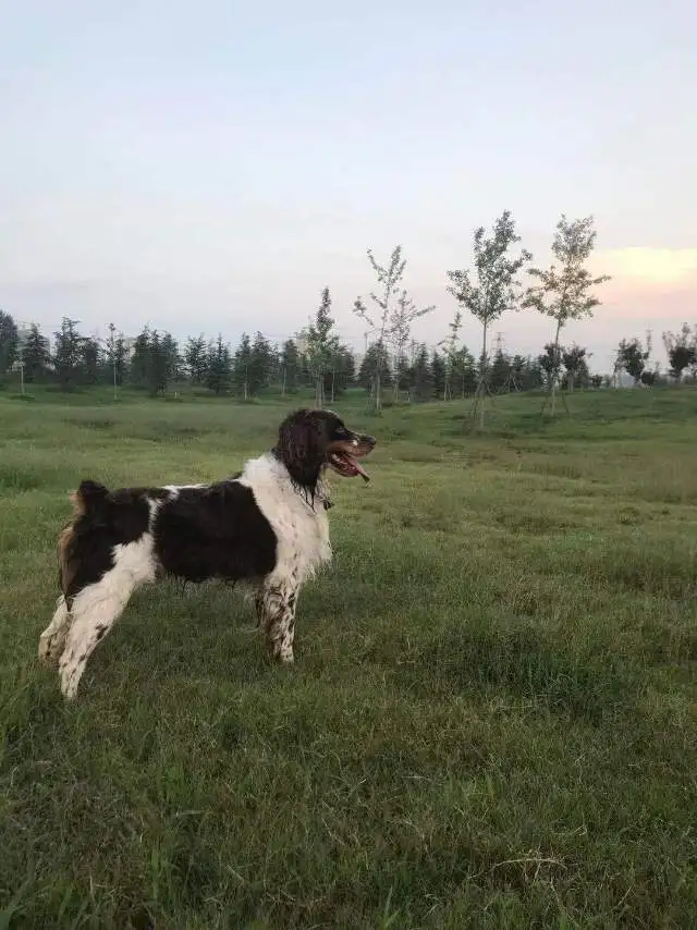 8月28日安阳市文峰区安阳市检察院附近走失史宾格犬【寻史宾格犬启示/启事】