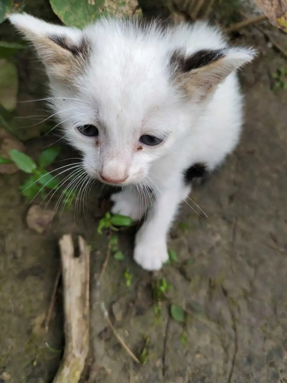 8月26日南通市海安市海安双楼发现流浪猫,宠物猫,猫咪【流浪猫线索】