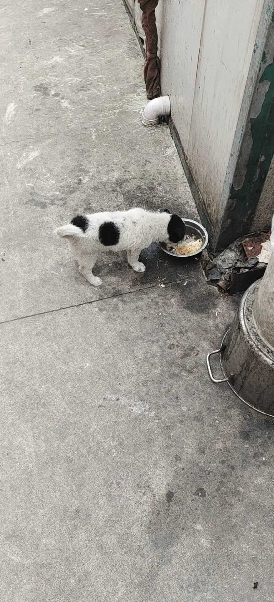 7月10日常州市武进区长虹西路2016号发现流浪土狗,柴犬,田园犬,中华田园犬【流浪土狗/田园犬线索】