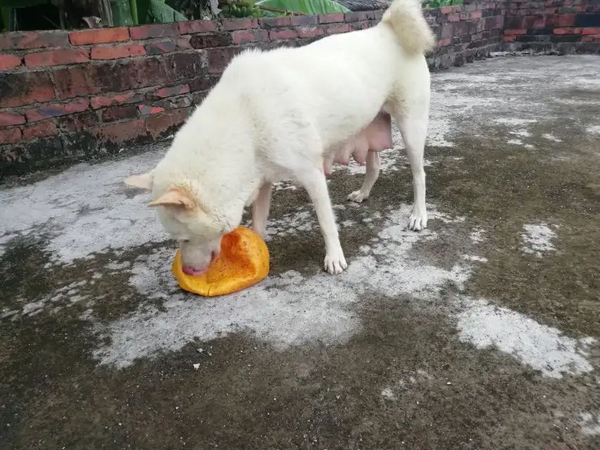 8月6日肇庆市怀集县梁村镇镇武村蛤嘴组走失土狗,柴犬,田园犬,中华田园犬【寻土狗/田园犬启示/启事】