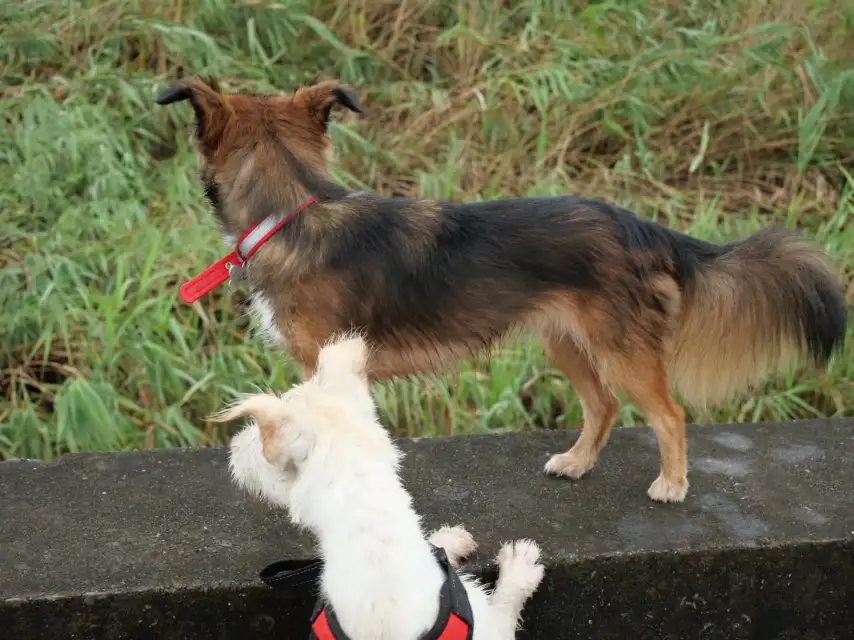 8月3日宁波市海曙区鼓楼捡到流浪土狗,柴犬,田园犬,中华田园犬【土狗/田园犬招领启示/启事】