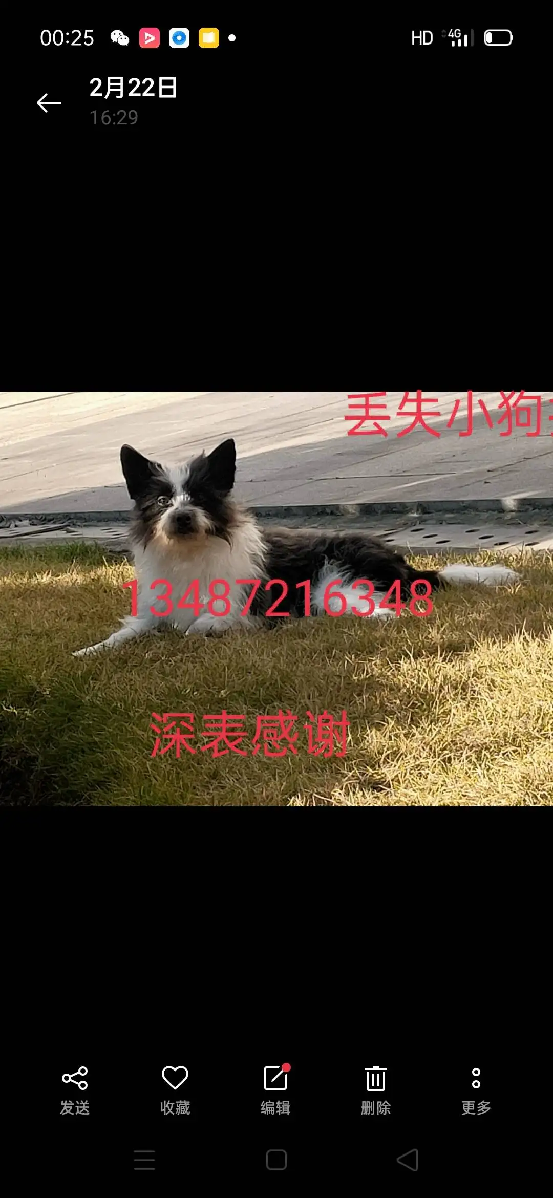 9月11日宜昌市伍家岗区 宜昌恒大帝景﹉港窑路走失狗,宠物狗【寻狗启示/启事】