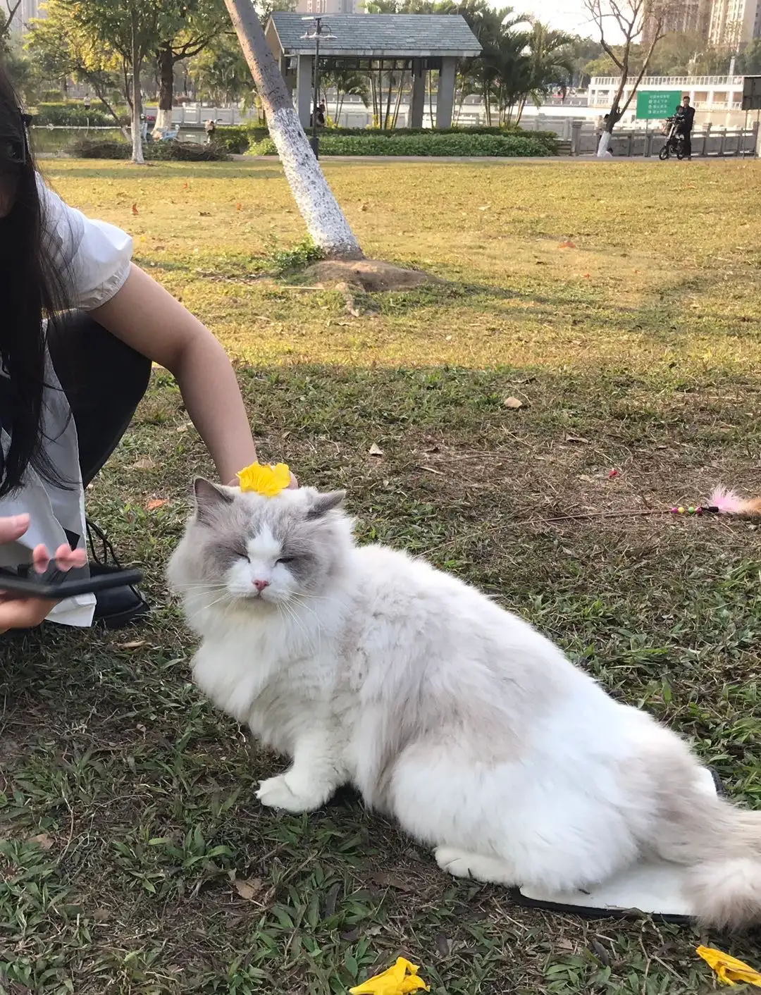 7月1日佛山市顺德区粤顺名轩二楼走失布偶猫【寻布偶猫启示/启事】