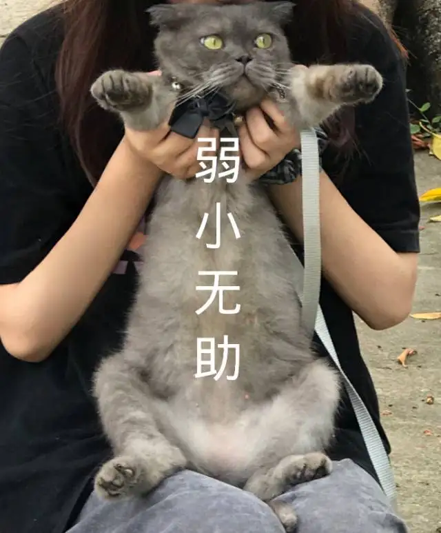 9月4日北海市合浦县廉州镇惠爱西走失猫,宠物猫,猫咪【寻猫启示/启事】