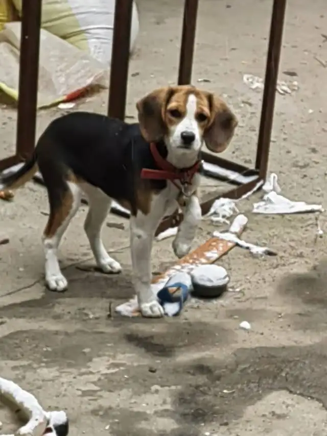 1月11日济宁市任城区接庄街道南贯集大桥走失比格犬,米格鲁猎犬【寻比格犬/米格鲁猎犬启示/启事】