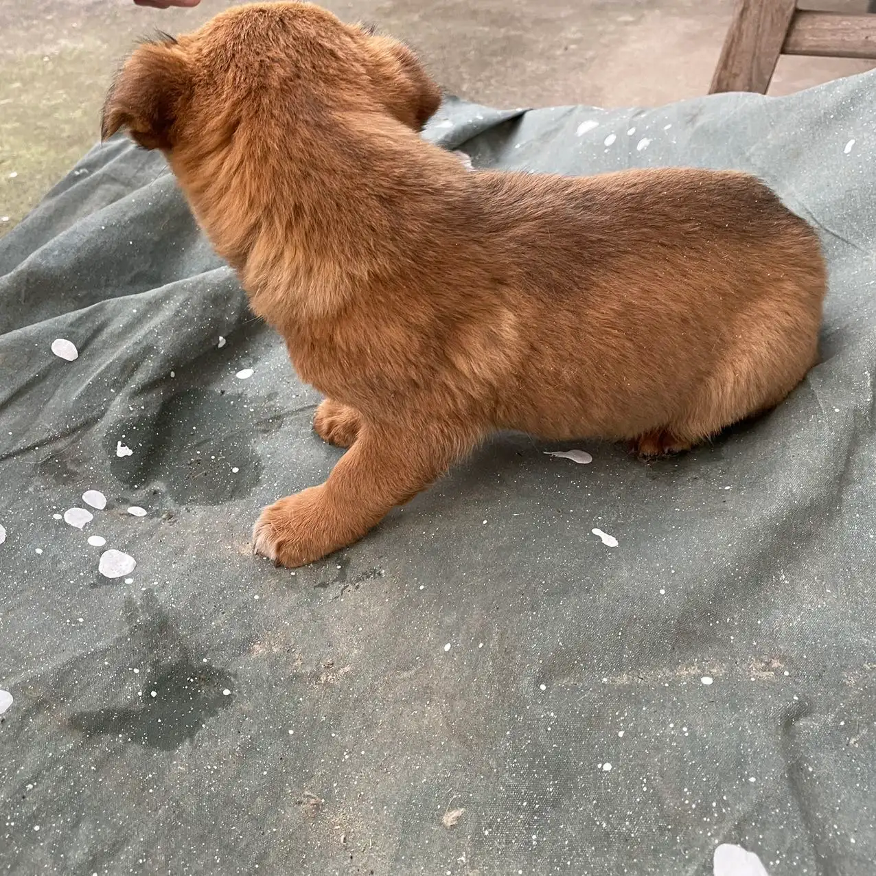 1月2日扬州市邗江区碧水栖庭领养土狗,柴犬,田园犬,中华田园犬【领养启示/启事】