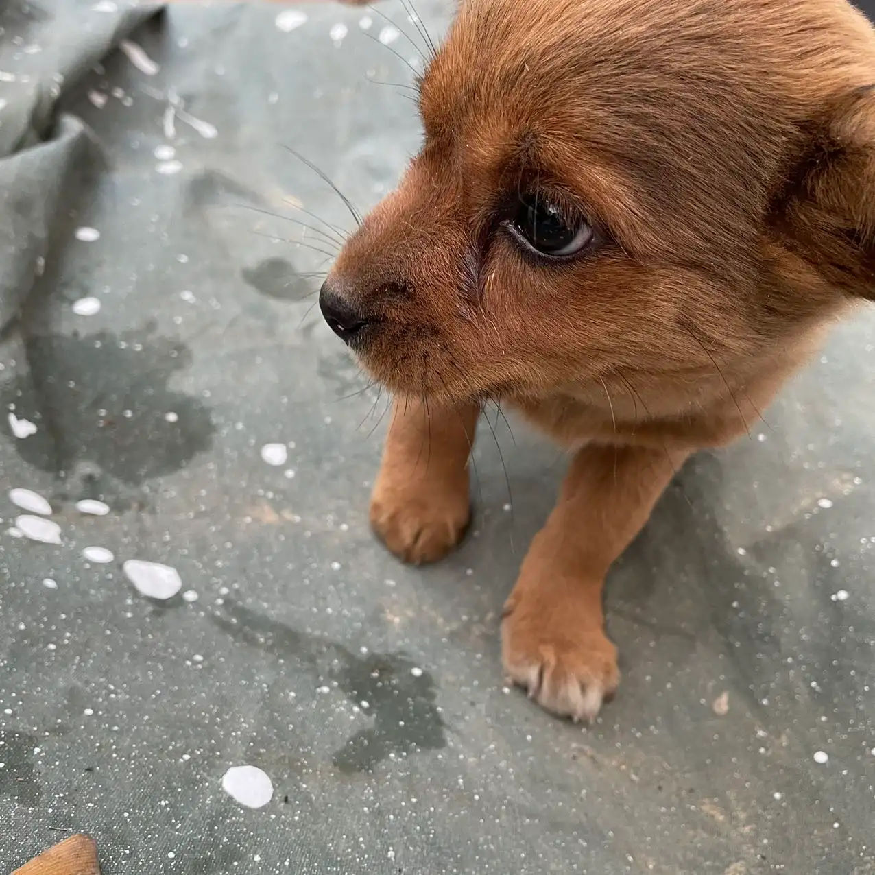 1月2日扬州市邗江区碧水栖庭领养土狗,柴犬,田园犬,中华田园犬【领养启示/启事】