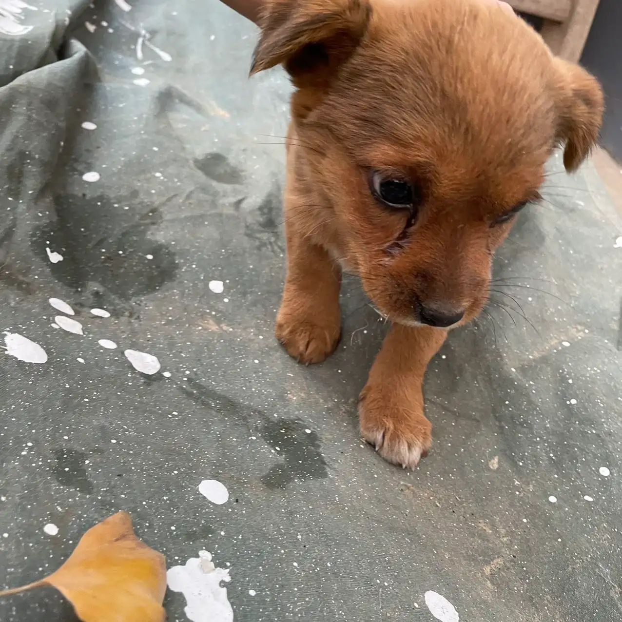 1月2日扬州市邗江区碧水栖庭领养土狗,柴犬,田园犬,中华田园犬【领养启示/启事】