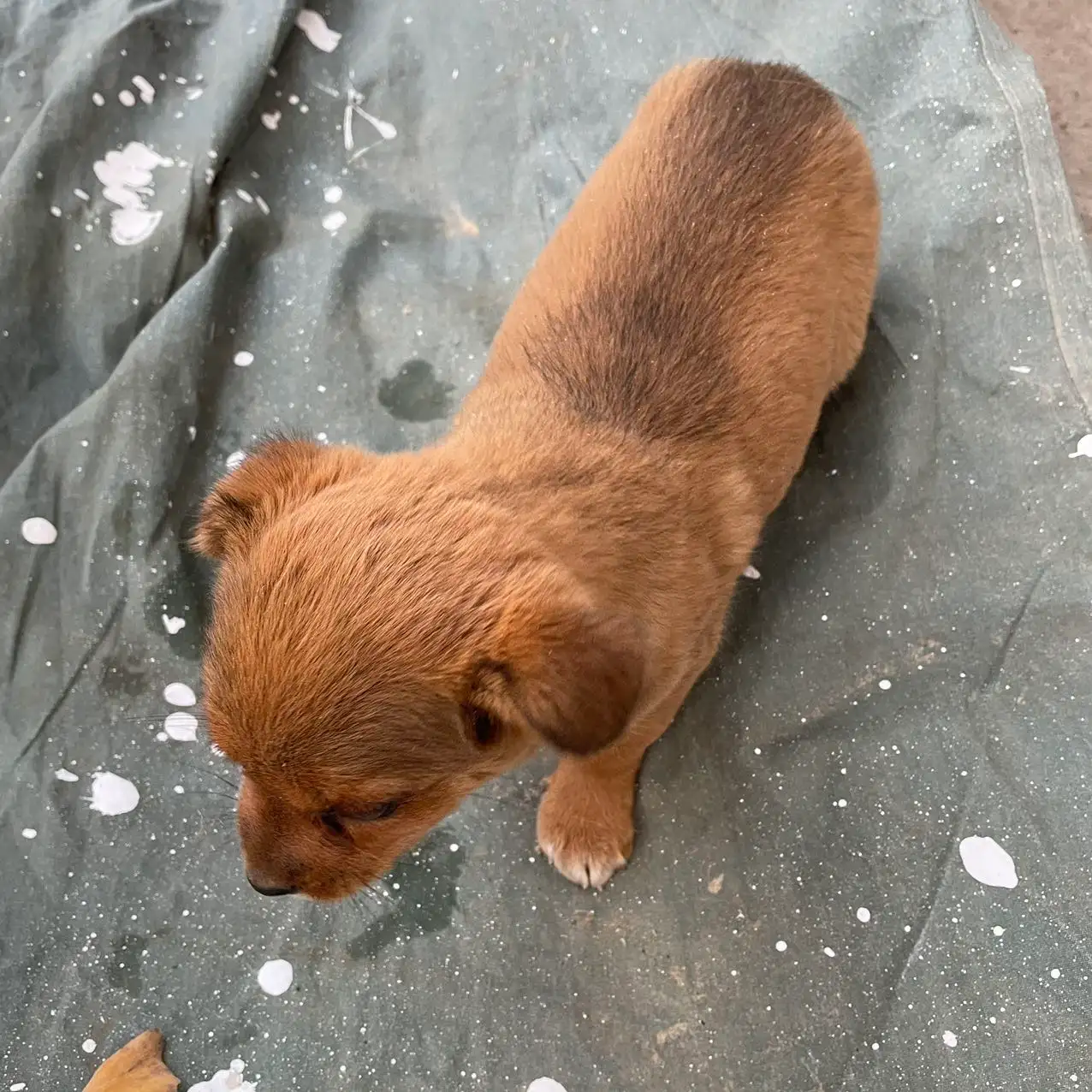 1月2日扬州市邗江区碧水栖庭领养土狗,柴犬,田园犬,中华田园犬【领养启示/启事】