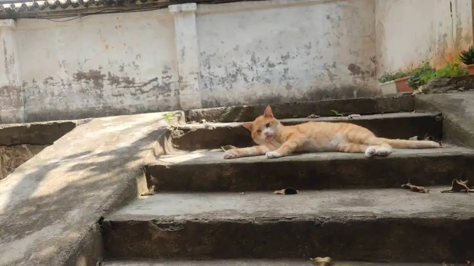 1月24日昆明市西山区西山区金碧街道后新街片区走失橘猫【寻橘猫启示/启事】